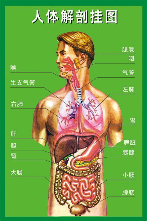 人身體部位|人体器官分布图